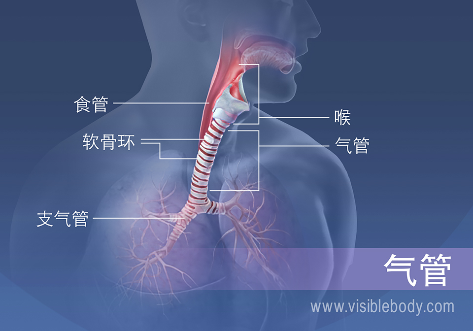 气管区域的结构包括食管、喉、软骨环和支气管